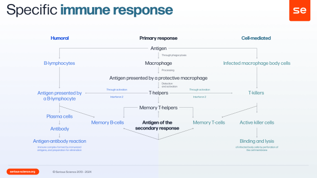 Infographics on specific immune response